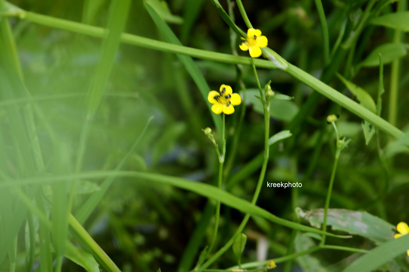 Ranunculus flammula