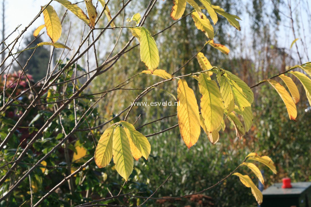 Rhamnella franguloides