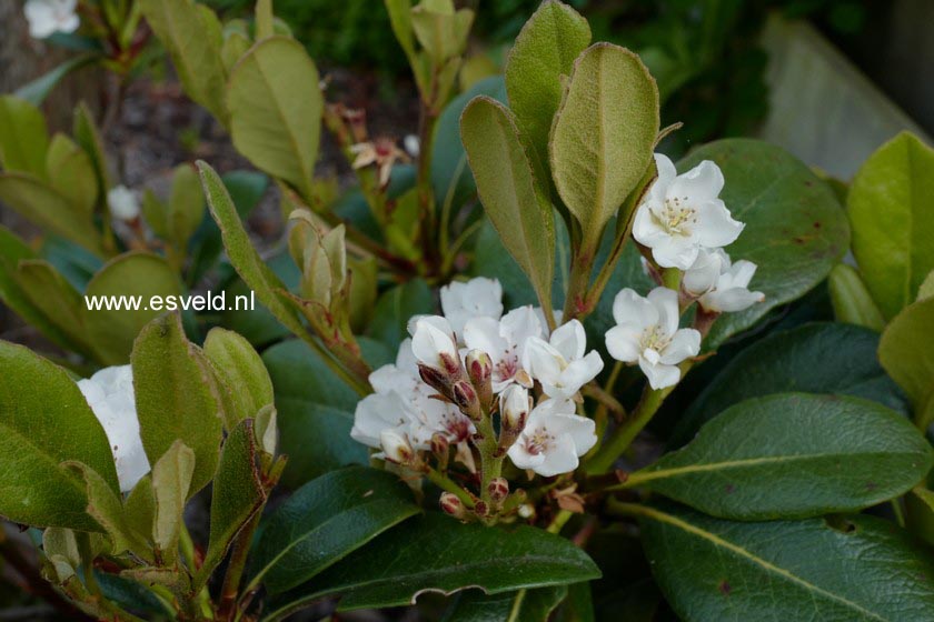 Rhaphiolepis umbellata var. ovata