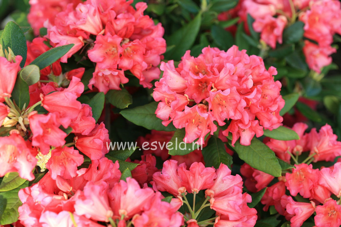 Rhododendron 'Abendsonne'