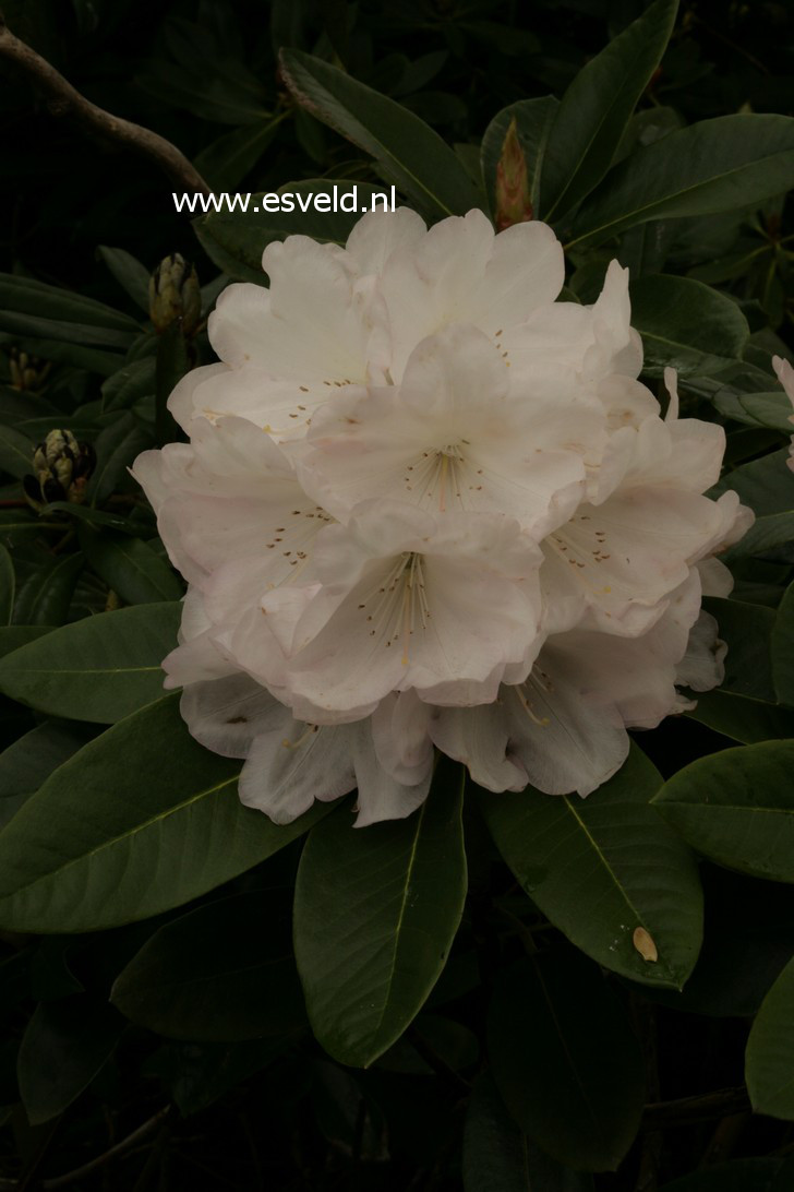 Rhododendron 'Aprilleuchten'