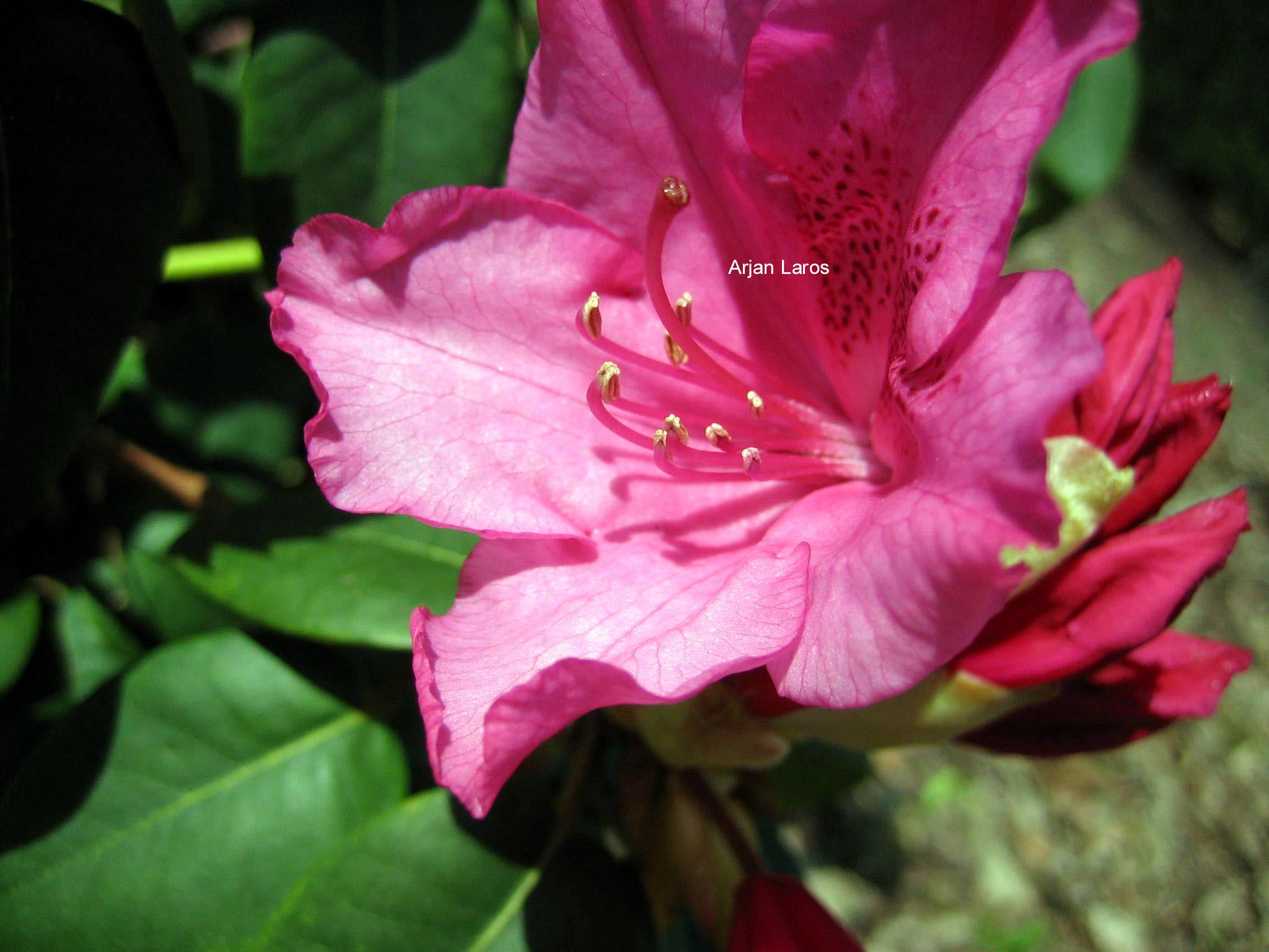Rhododendron 'August Lamken'