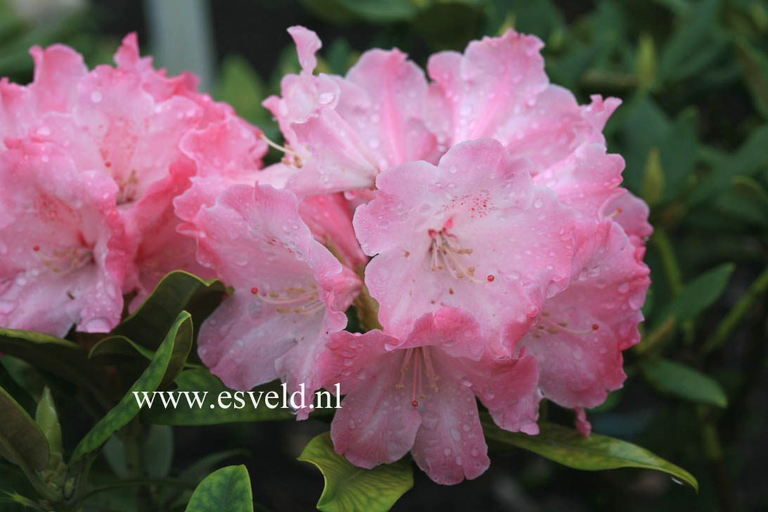 Rhododendron 'Belona'