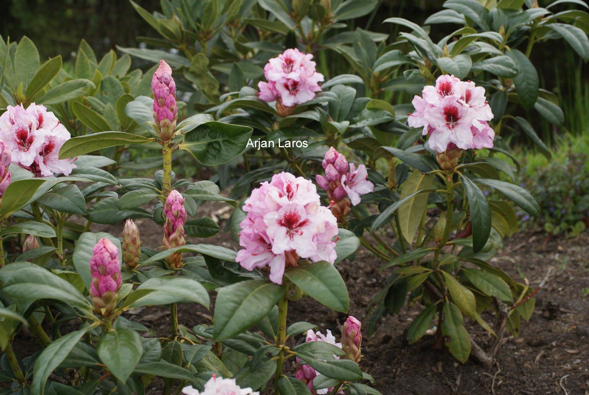 Rhododendron 'Bergensiana'