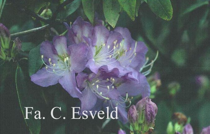Rhododendron 'Blaney's Blue'
