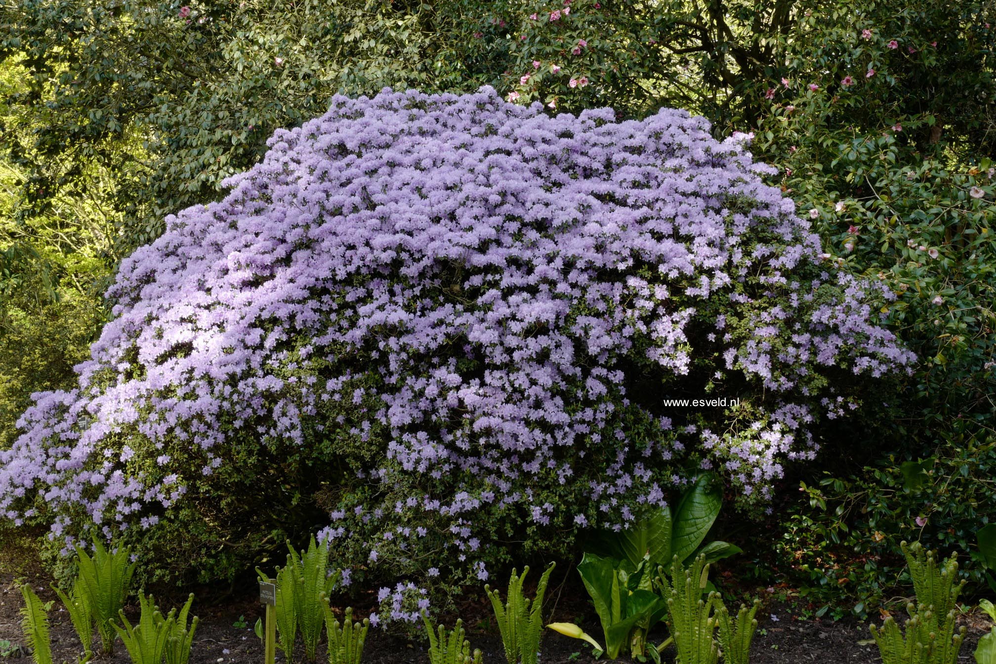 Rhododendron 'Blue Tit'