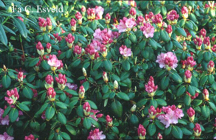 Rhododendron 'Boccia'