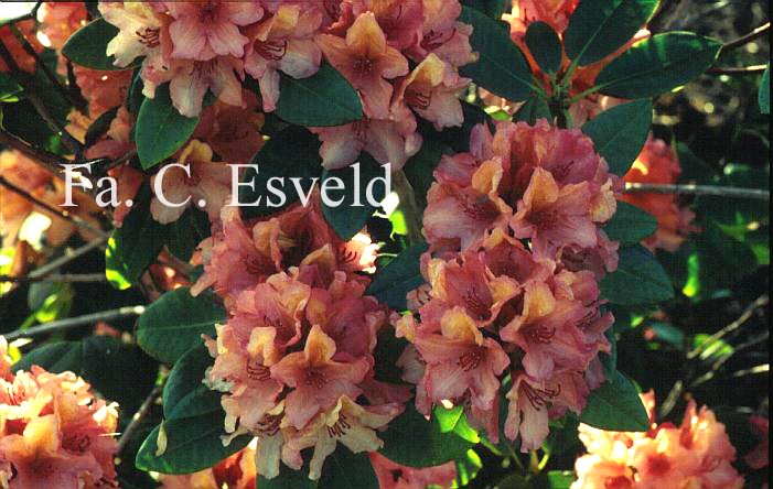 Rhododendron 'Brasilia'