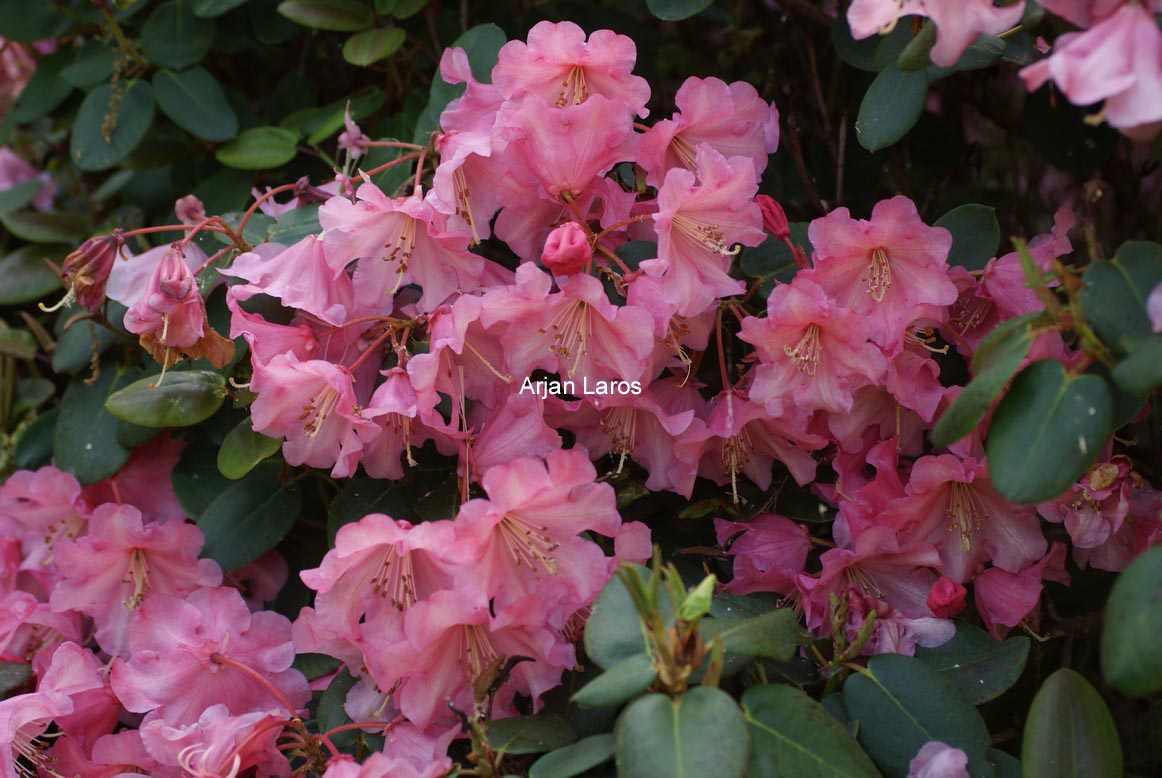 Rhododendron 'Brickdust'