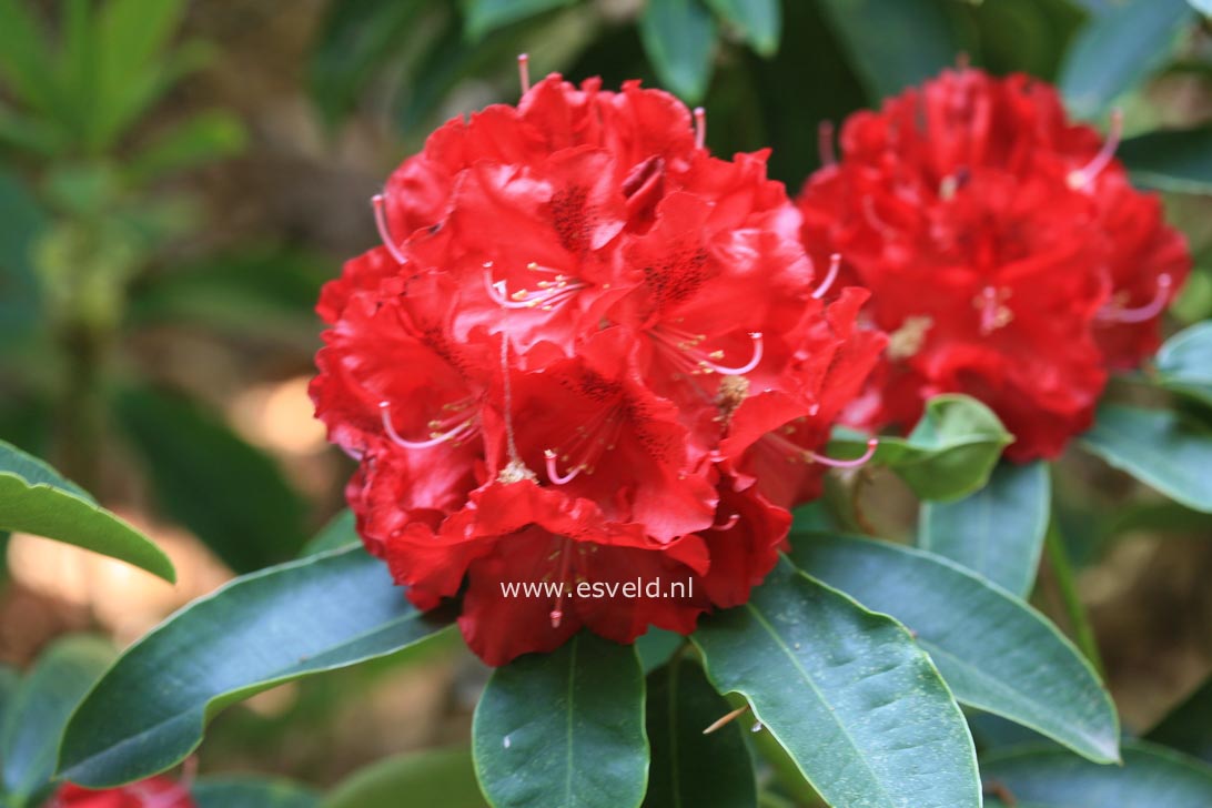 Rhododendron 'Britannia'