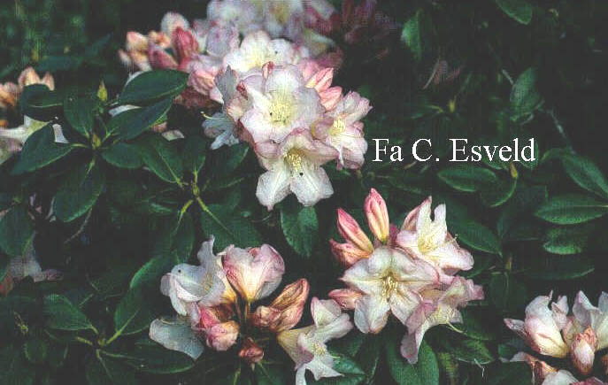 Rhododendron 'Bruce Brechtbill'