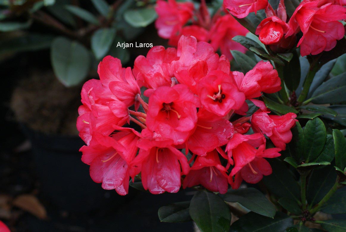 Rhododendron 'Burletta'