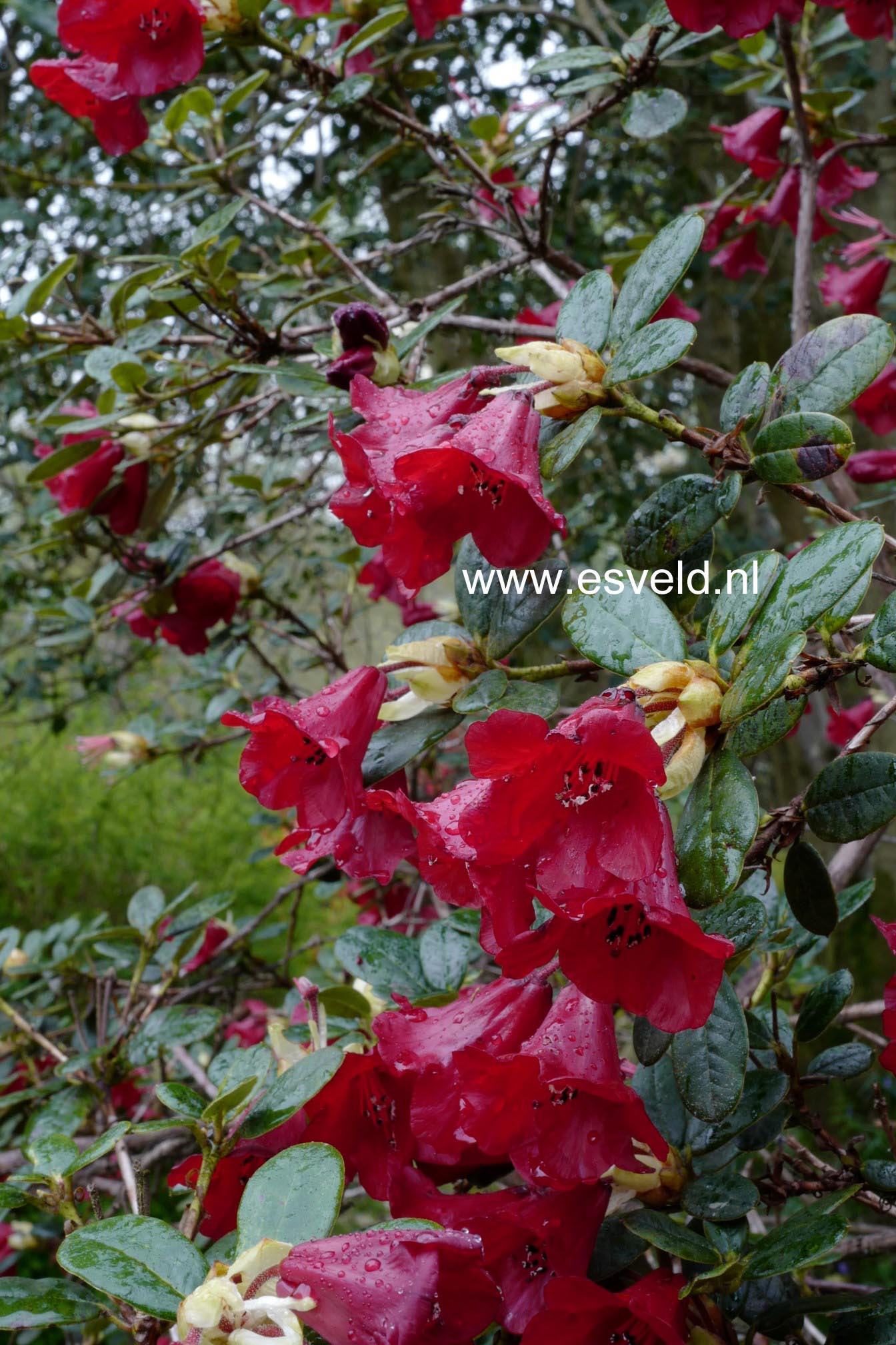 Rhododendron 'Carmen'