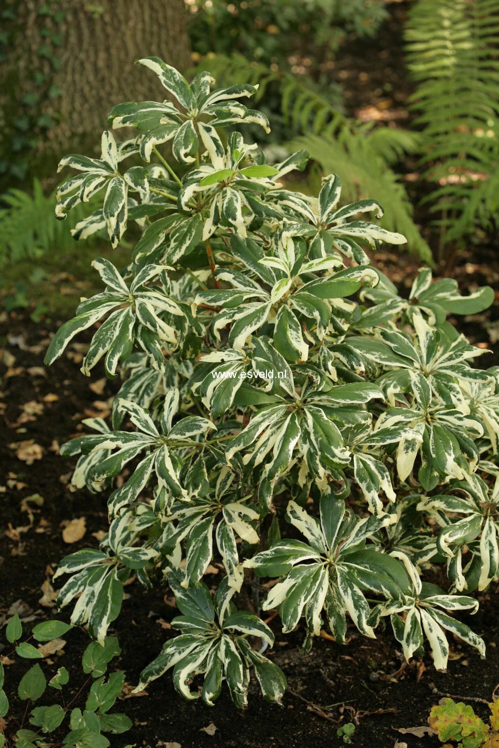 Rhododendron 'Carolina Spring'