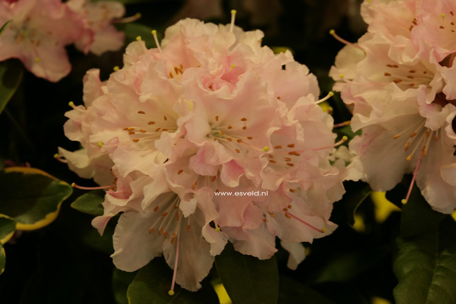 Rhododendron 'Christmas Cheer'