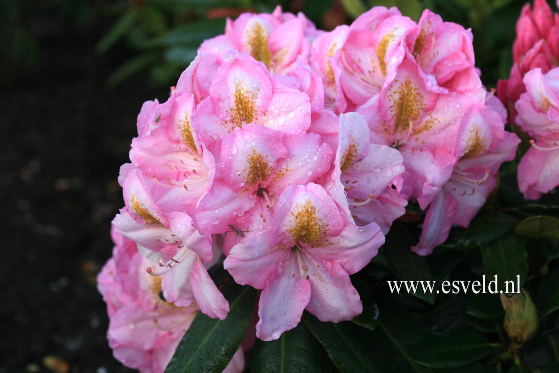 Rhododendron 'Cornwallis'