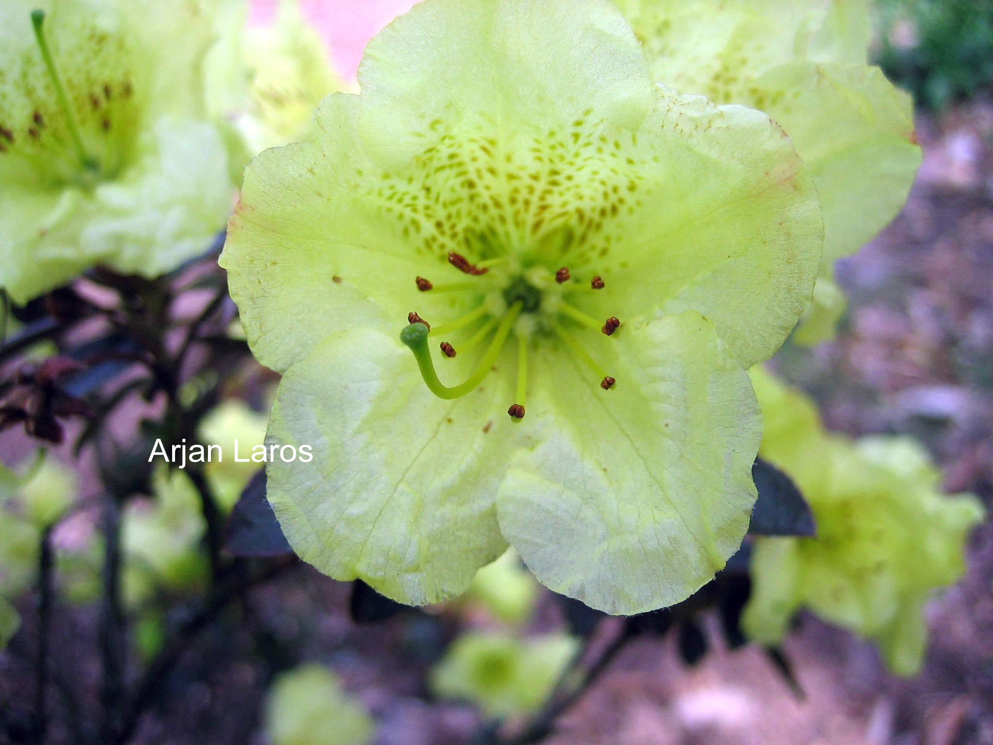 Rhododendron 'Curlew'