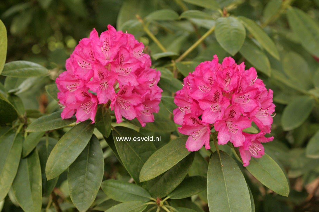 Rhododendron 'Cynthia'