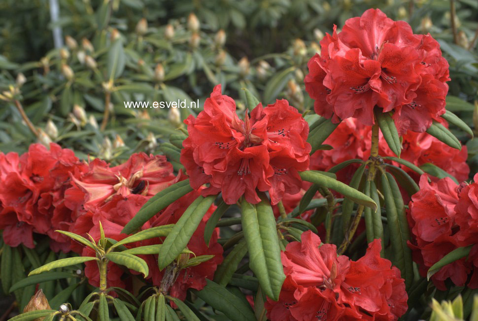 Rhododendron 'Double Winner'