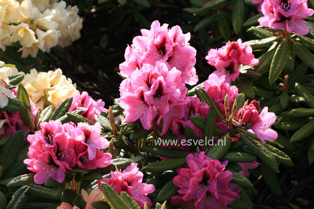Rhododendron 'Edeltraut'