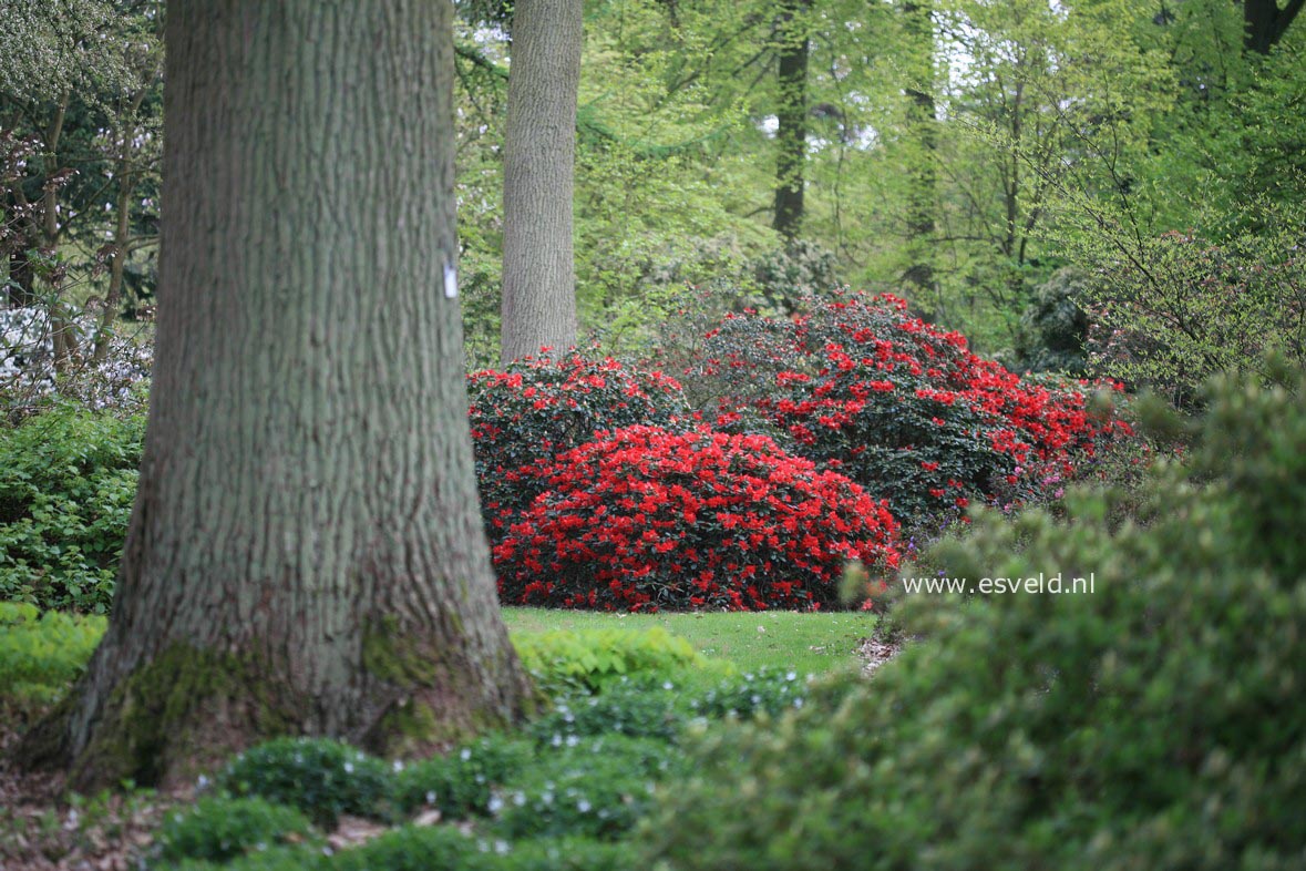 Rhododendron 'Elisabeth Hobbie'