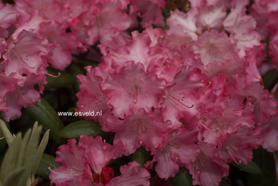 Rhododendron 'Emanuela'