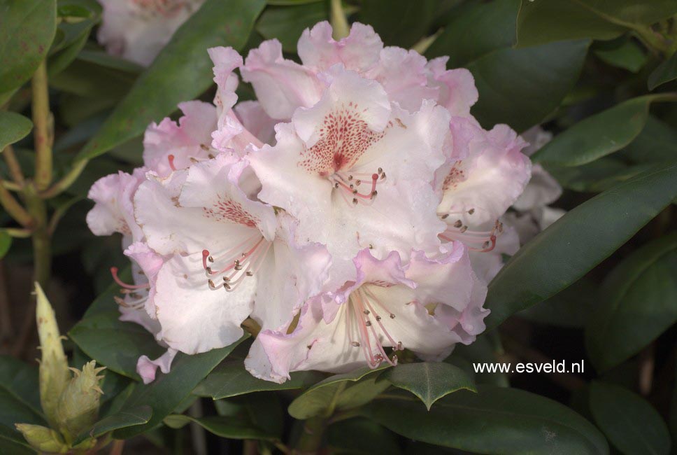 Rhododendron 'English Roseum'