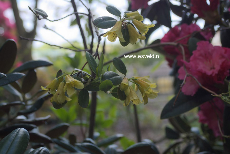 Rhododendron 'Eroica'