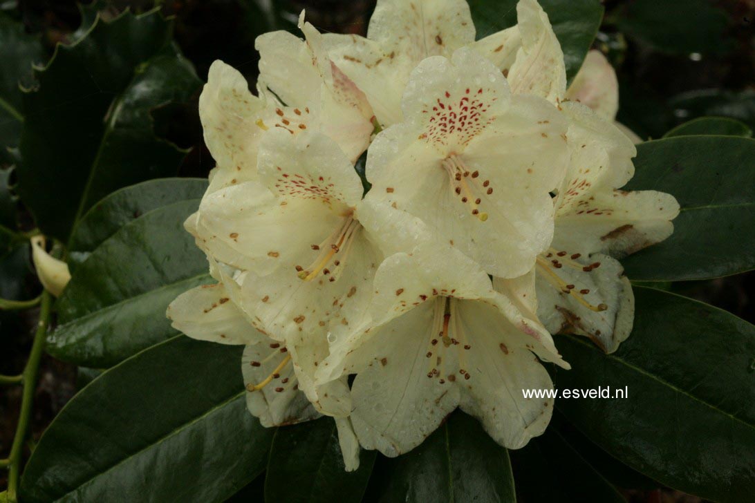 Rhododendron 'Festivo'