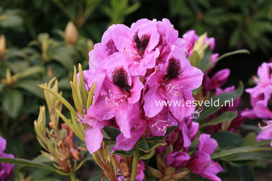 Rhododendron 'Friday'