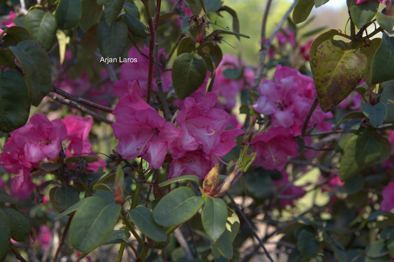 Rhododendron 'Gartendirektor Glocker'