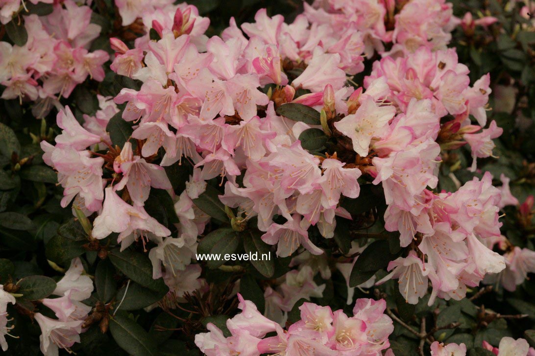 Rhododendron 'Ginny Gee'