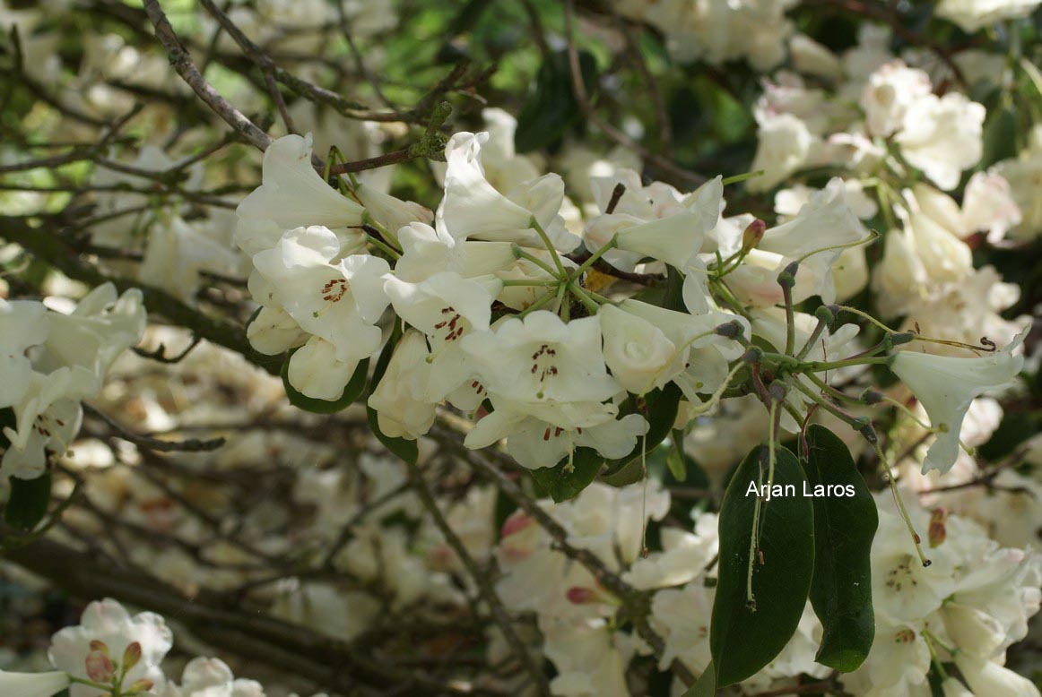 Rhododendron 'Gladys Rose'