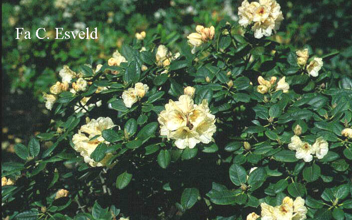 Rhododendron 'Goldbukett'