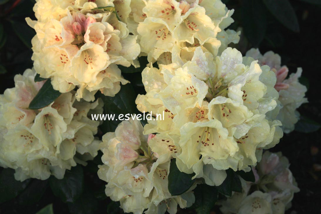 Rhododendron 'Goldprinz' (GOLDSCHATZ)