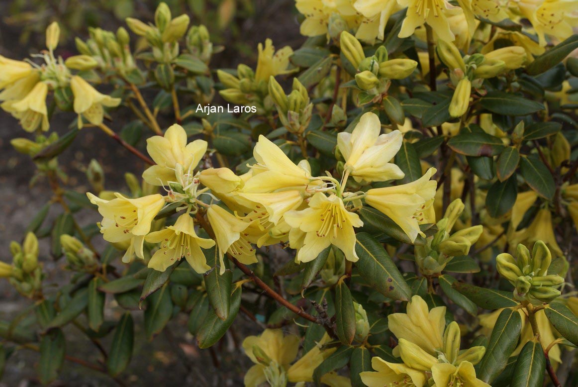 Rhododendron 'Goldstrike'