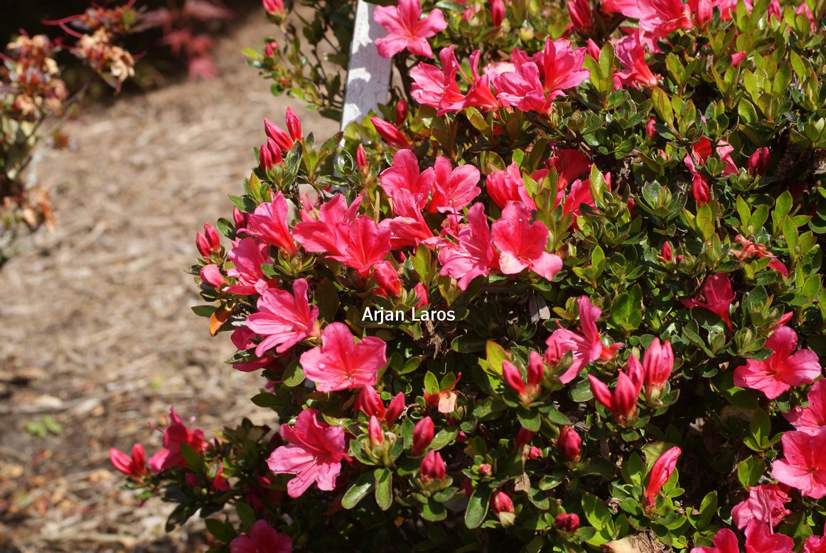Rhododendron 'Hachdrapa' (DRAPA)