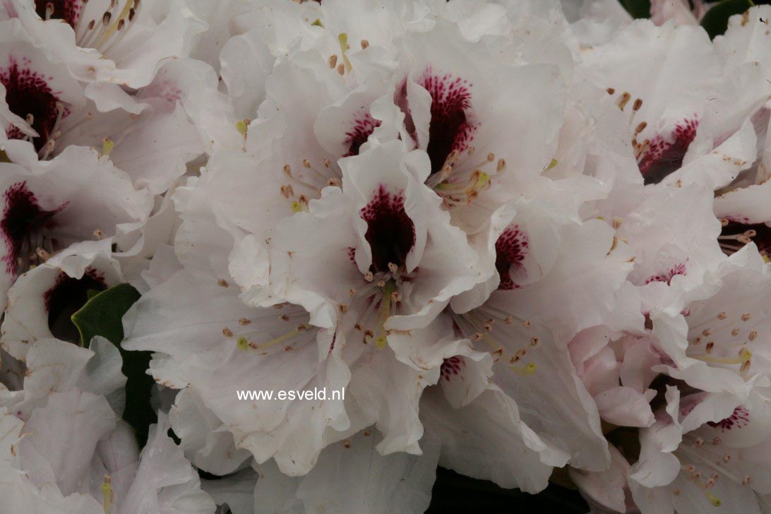 Rhododendron 'Hachmann's Picobello'