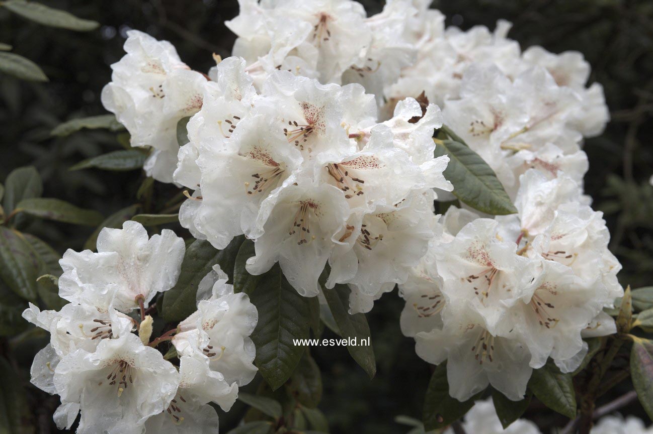 Rhododendron 'Harvest Moon'
