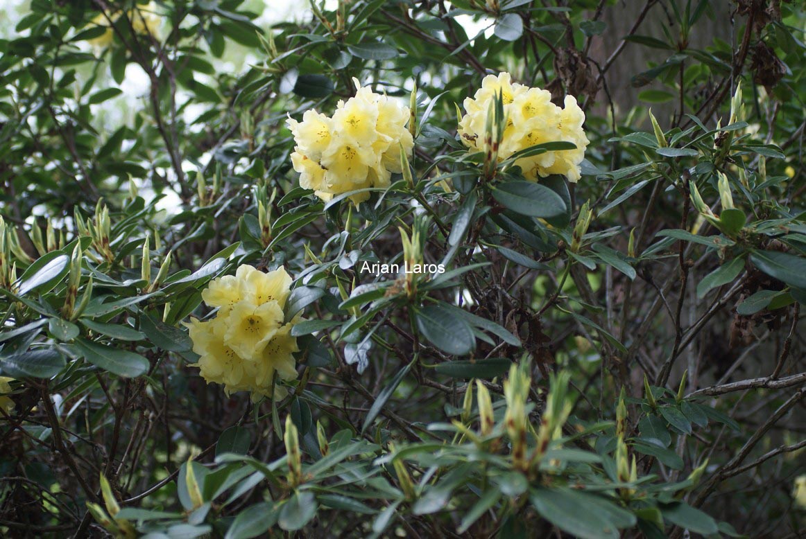 Rhododendron 'Hotei'