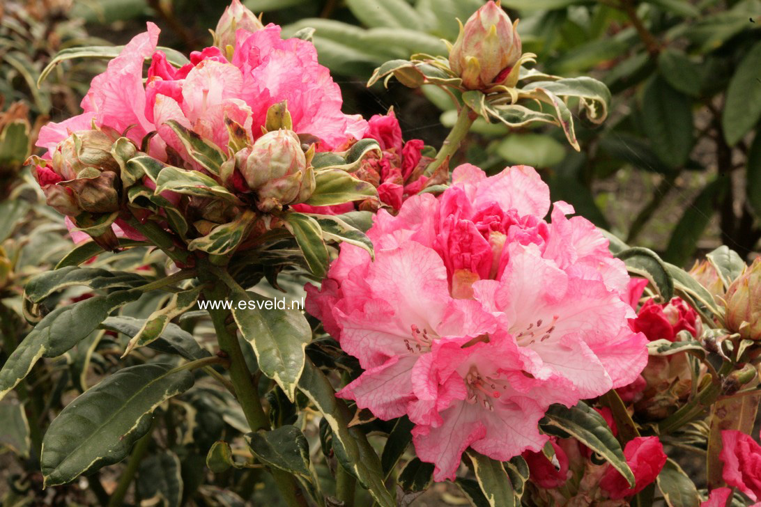Rhododendron 'Japanese Silver'
