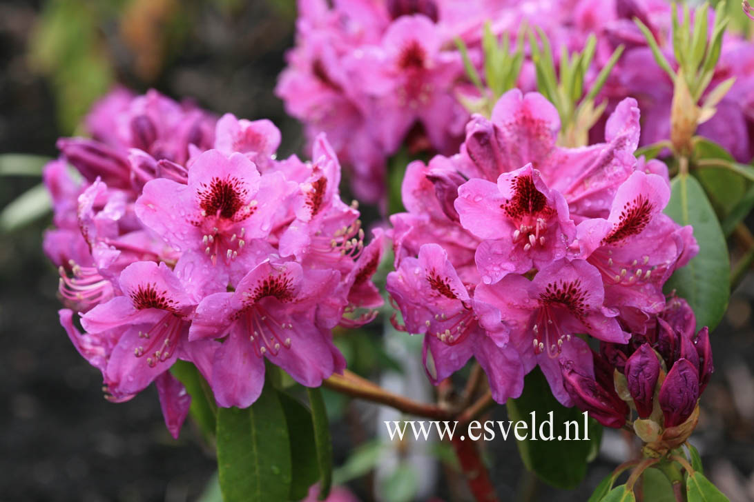 Rhododendron 'Kolomba'