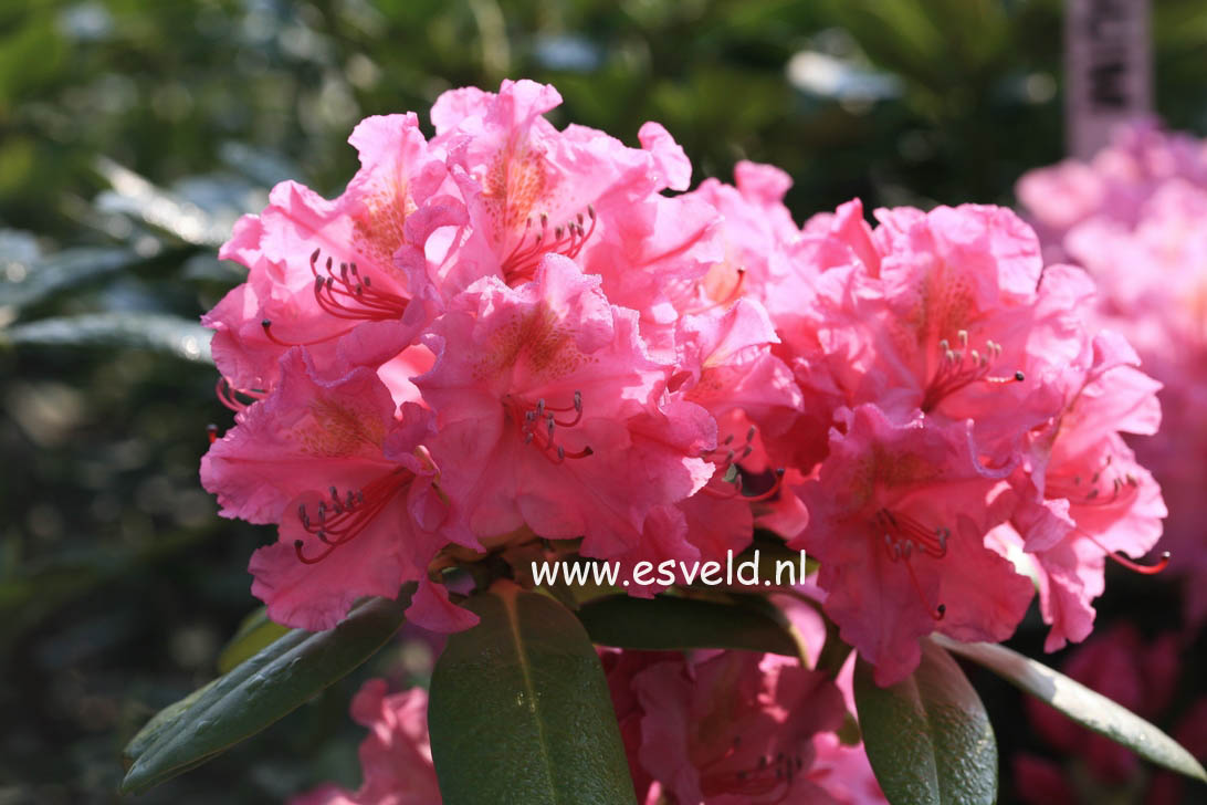 Rhododendron 'Kristina'