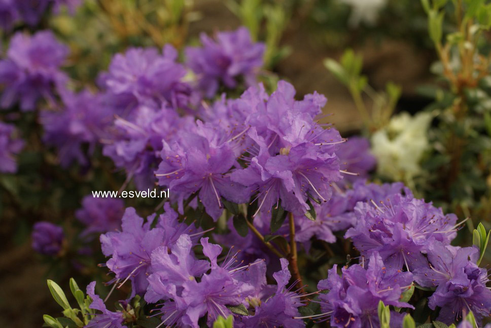 Rhododendron 'Luisella'