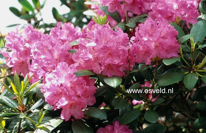Rhododendron 'Lumina'