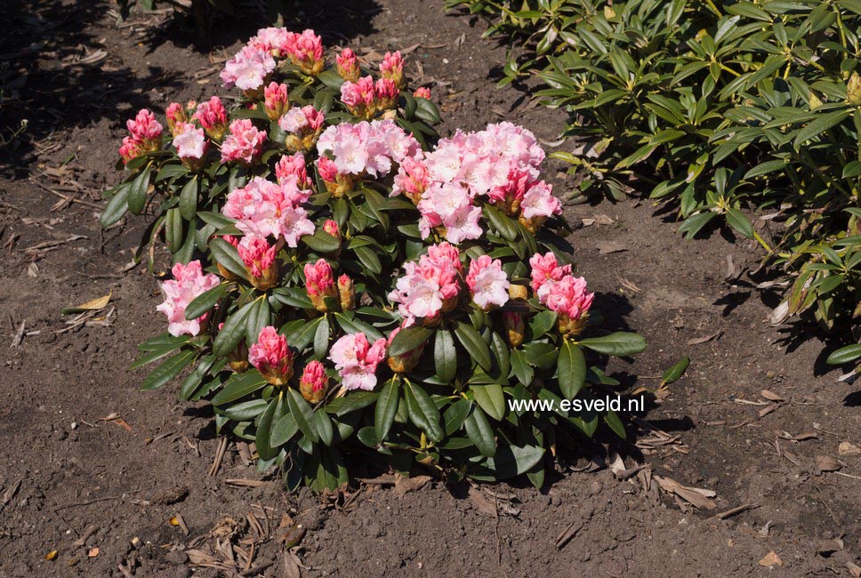 Rhododendron 'Mardi Gras'