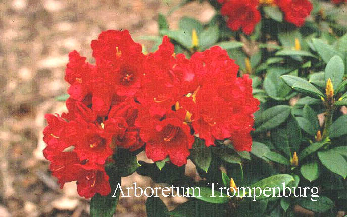 Rhododendron 'Martine'