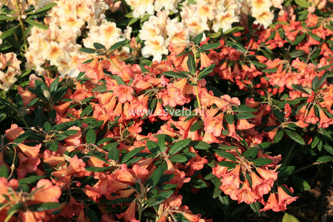 Rhododendron 'Medusa'