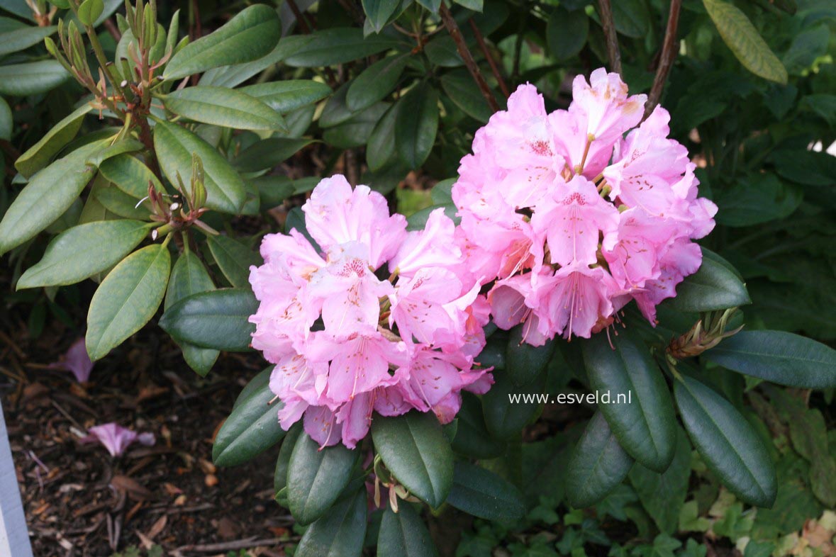 Rhododendron 'Merveille de Boskoop'
