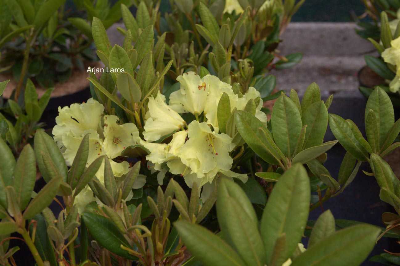 Rhododendron 'Millennium Gold'